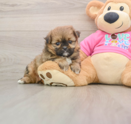 5 week old Shih Pom Puppy For Sale - Puppy Love PR