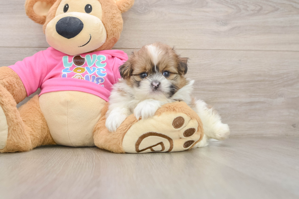 Best Shih Pom Baby
