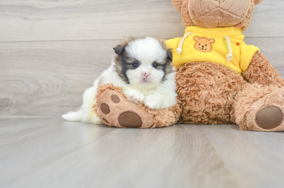 7 week old Shih Pom Puppy For Sale - Puppy Love PR