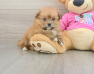 6 week old Shih Pom Puppy For Sale - Puppy Love PR