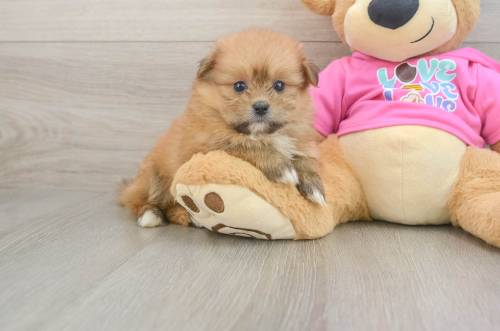 6 week old Shih Pom Puppy For Sale - Puppy Love PR