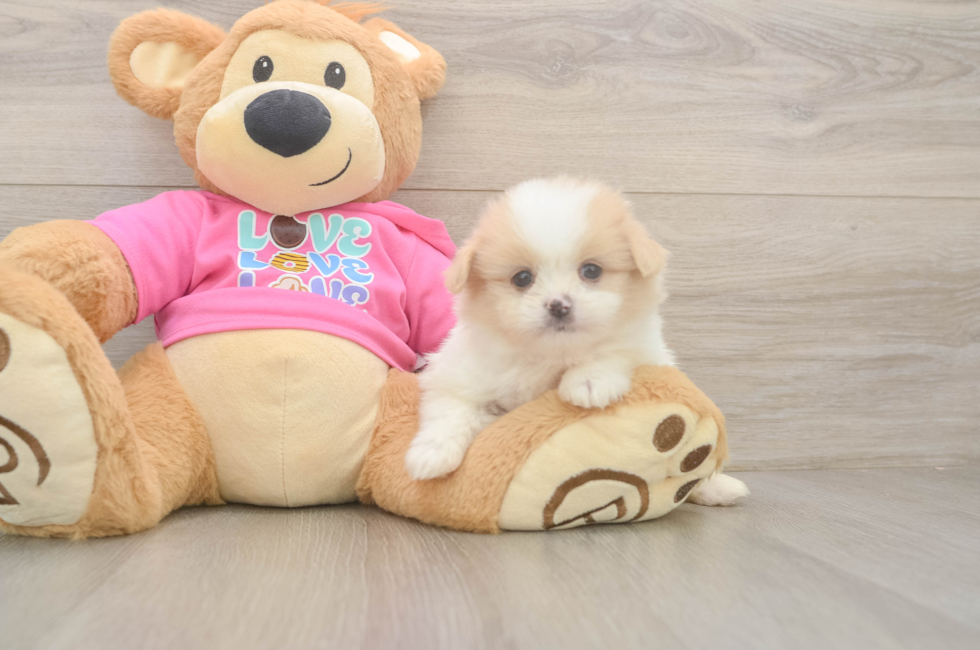5 week old Shih Pom Puppy For Sale - Puppy Love PR