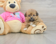6 week old Shih Pom Puppy For Sale - Puppy Love PR