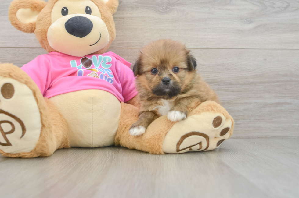 6 week old Shih Pom Puppy For Sale - Puppy Love PR