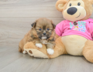 6 week old Shih Pom Puppy For Sale - Puppy Love PR