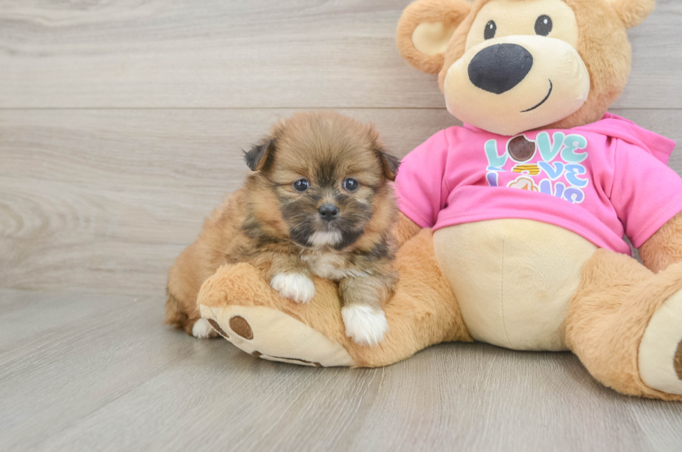 6 week old Shih Pom Puppy For Sale - Puppy Love PR