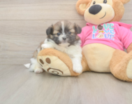 5 week old Shih Pom Puppy For Sale - Puppy Love PR