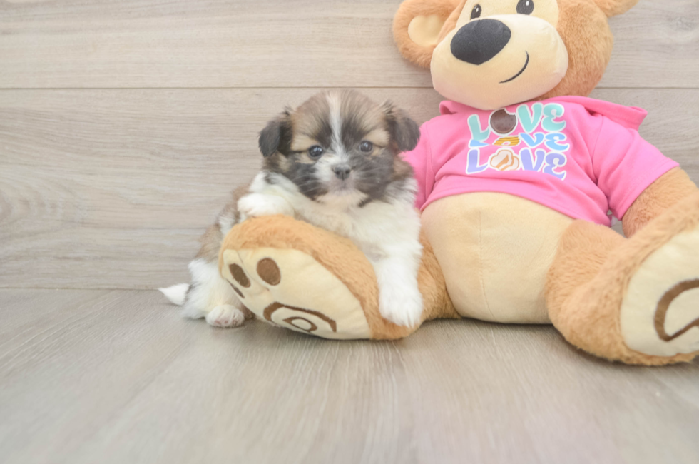 5 week old Shih Pom Puppy For Sale - Puppy Love PR