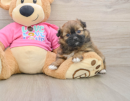6 week old Shih Pom Puppy For Sale - Puppy Love PR