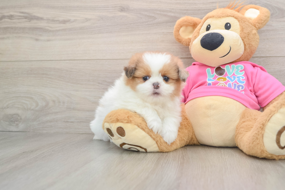 Funny Shih Pom Designer Pup