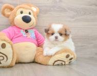 5 week old Shih Pom Puppy For Sale - Puppy Love PR