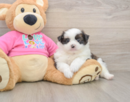 6 week old Shih Pom Puppy For Sale - Puppy Love PR