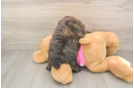 Shih Pom Puppy for Adoption