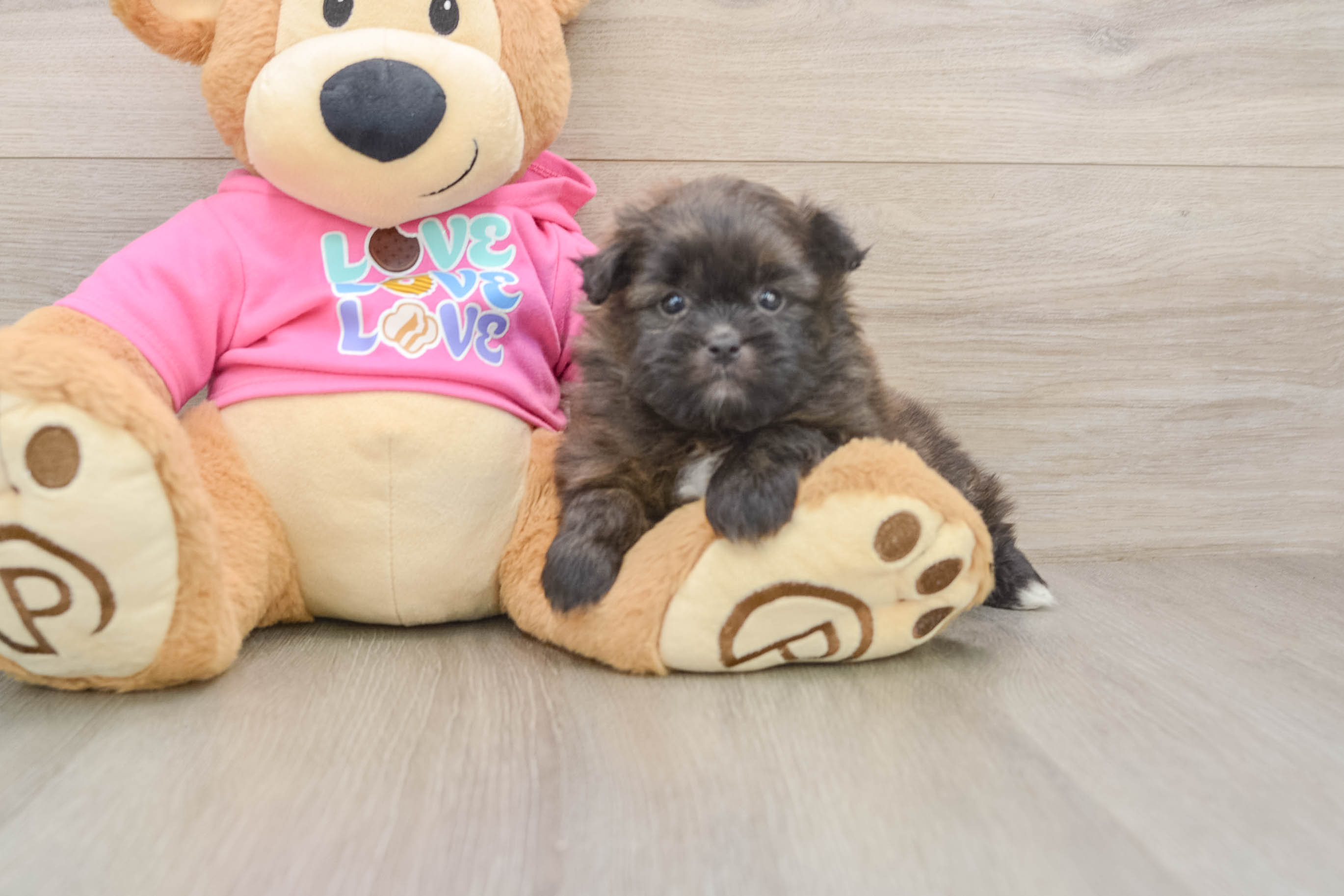 Shih Pom Puppy for Adoption