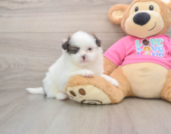 6 week old Shih Pom Puppy For Sale - Puppy Love PR
