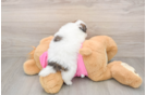 Cute Shih Pom Baby
