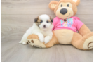 Shih Pom Puppy for Adoption