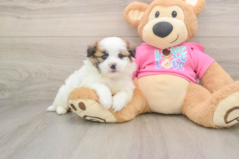 Shih Pom Puppy for Adoption