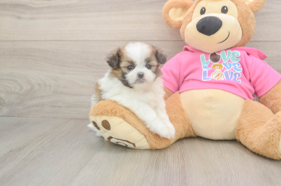 5 week old Shih Pom Puppy For Sale - Puppy Love PR