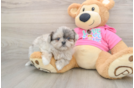 Shih Pom Pup Being Cute