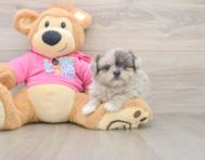 5 week old Shih Pom Puppy For Sale - Puppy Love PR