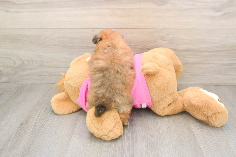 Shih Pom Pup Being Cute