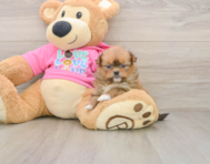 7 week old Shih Pom Puppy For Sale - Puppy Love PR