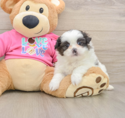 6 week old Shih Pom Puppy For Sale - Puppy Love PR