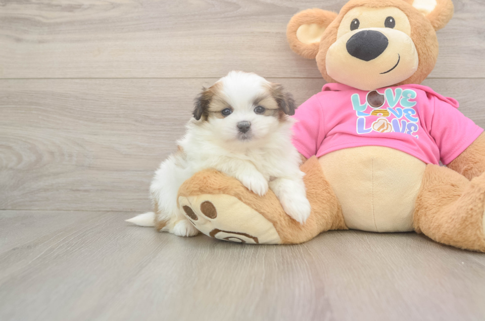 5 week old Shih Pom Puppy For Sale - Puppy Love PR