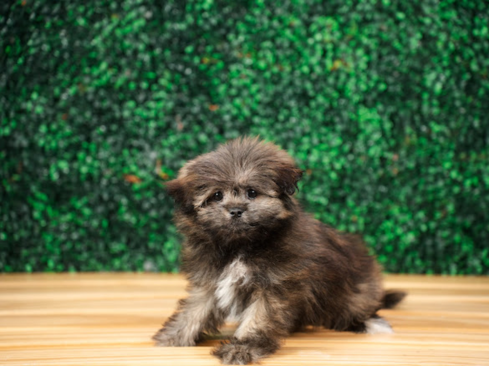 Shih Pom Pup Being Cute
