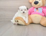 7 week old Shih Pom Puppy For Sale - Puppy Love PR