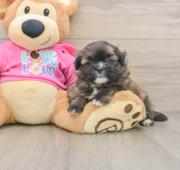 7 week old Shih Pom Puppy For Sale - Puppy Love PR
