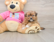 6 week old Shih Pom Puppy For Sale - Puppy Love PR