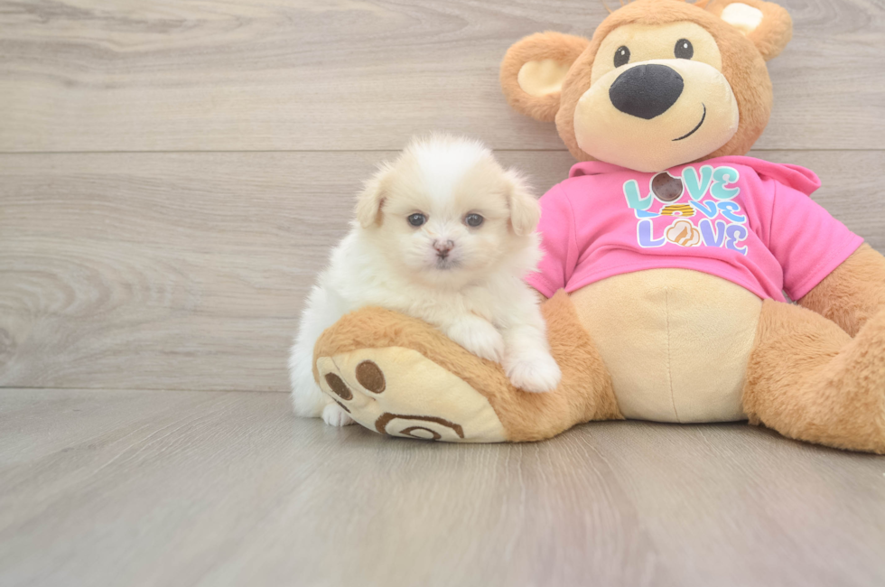 5 week old Shih Pom Puppy For Sale - Puppy Love PR