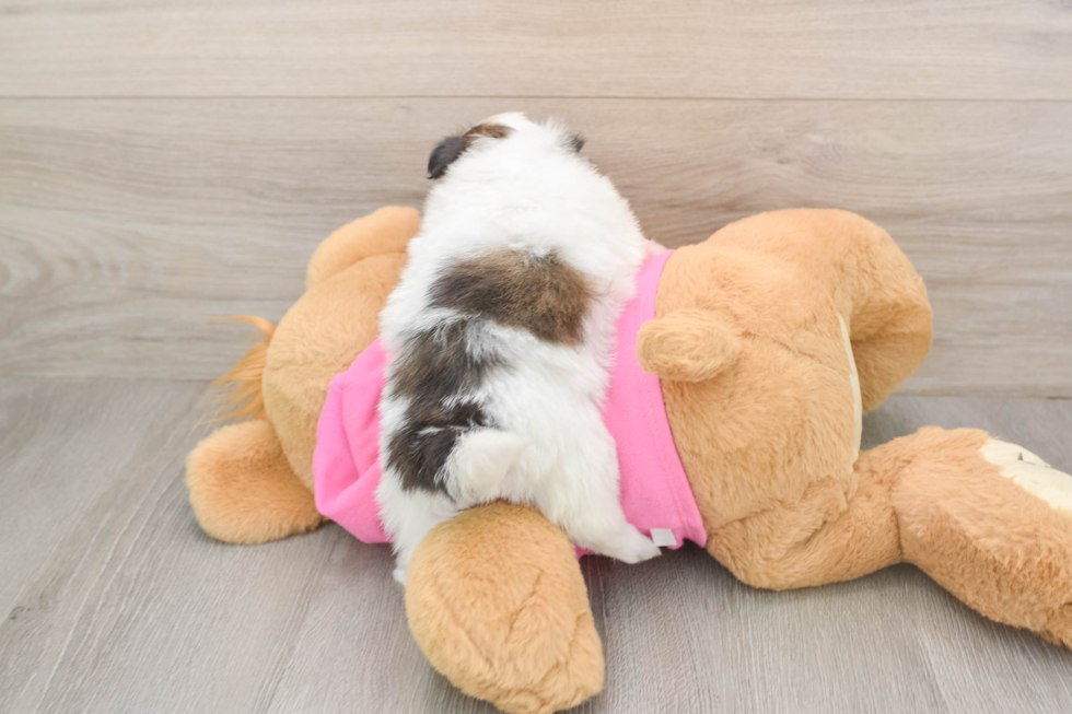 Hypoallergenic Shiranian Designer Puppy