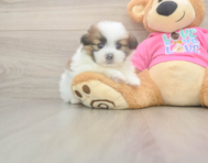 5 week old Shih Pom Puppy For Sale - Puppy Love PR