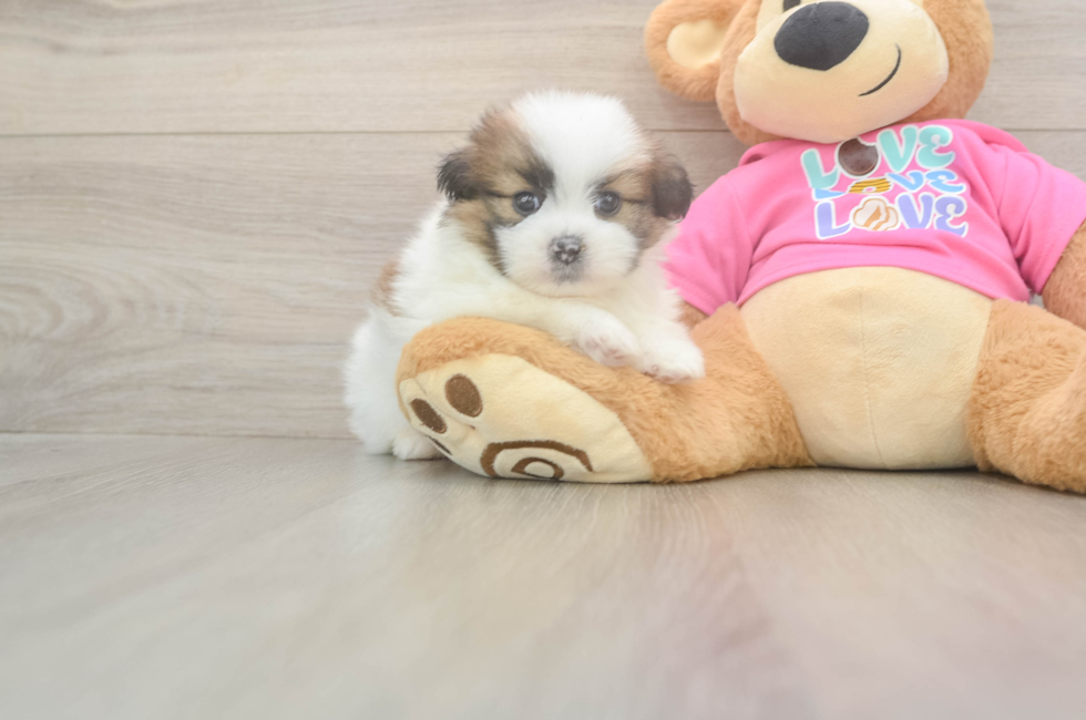 5 week old Shih Pom Puppy For Sale - Puppy Love PR