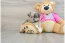 Shih Pom Pup Being Cute