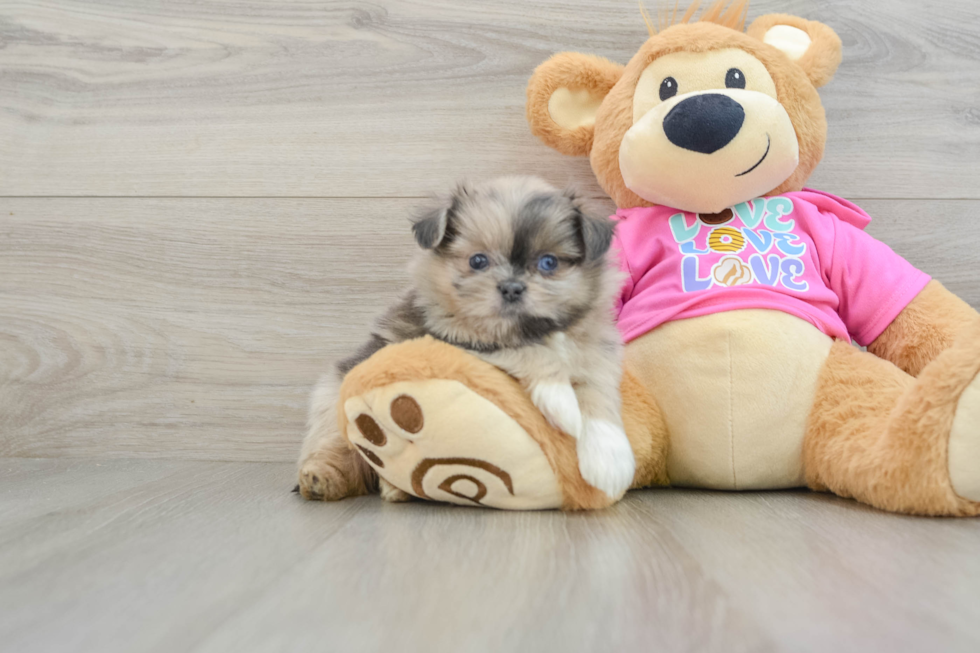 Shih Pom Pup Being Cute