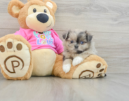 6 week old Shih Pom Puppy For Sale - Puppy Love PR