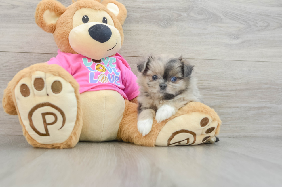 6 week old Shih Pom Puppy For Sale - Puppy Love PR