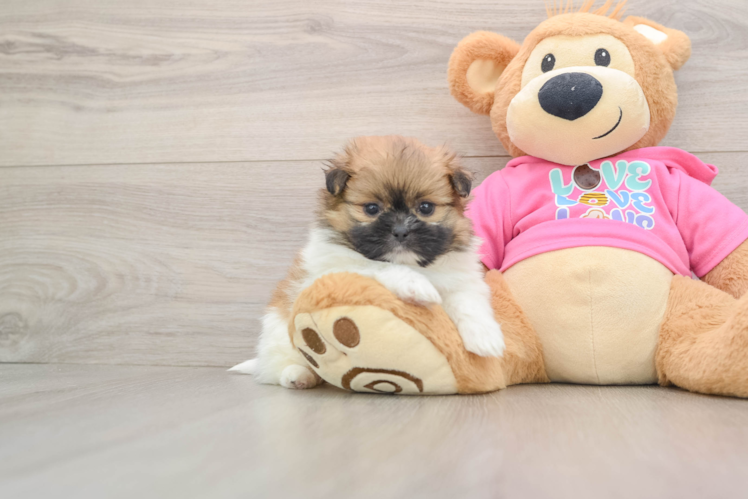 Funny Shih Pom Designer Pup