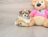 7 week old Shih Pom Puppy For Sale - Puppy Love PR