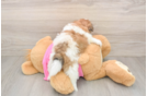 Shih Pom Puppy for Adoption