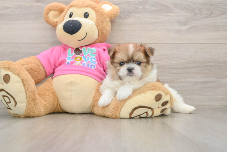 Little Pomtzu Designer Puppy