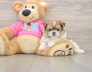 6 week old Shih Pom Puppy For Sale - Puppy Love PR