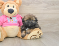 5 week old Shih Pom Puppy For Sale - Puppy Love PR