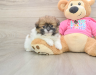 6 week old Shih Pom Puppy For Sale - Puppy Love PR