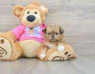 6 week old Shih Pom Puppy For Sale - Puppy Love PR