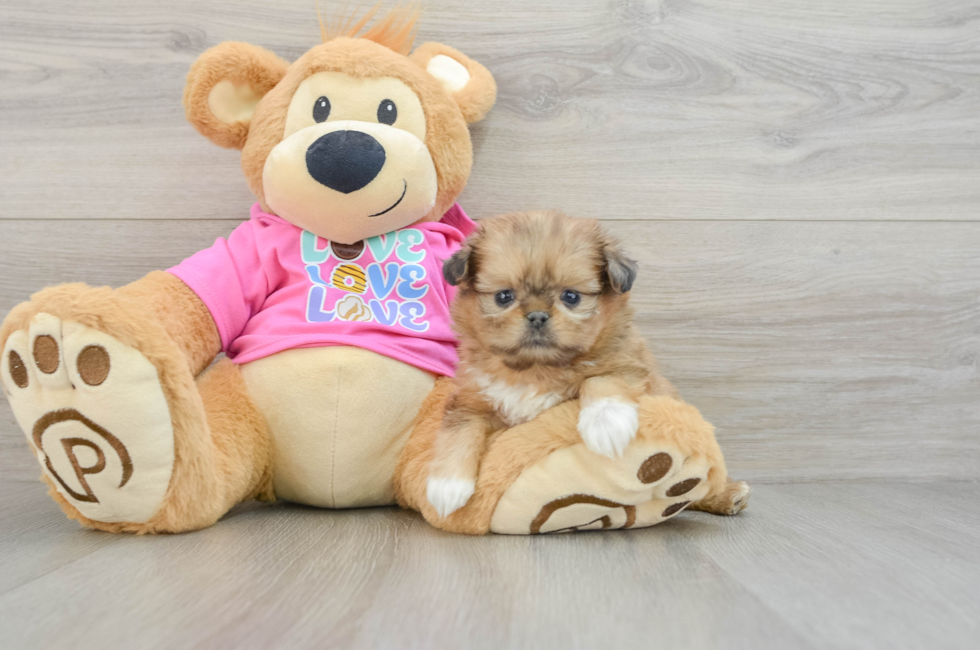 6 week old Shih Pom Puppy For Sale - Puppy Love PR